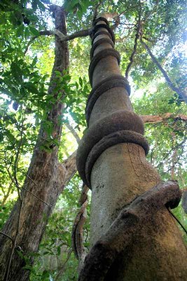 La course à la lumière est vitale pour les végétaux, les plantes parasites enlacent les arbres.