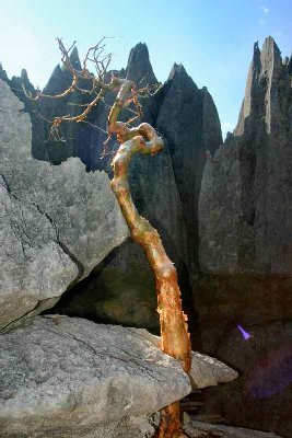 Arbre torturé qui survit dans son environnement hostile.