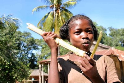 Le sucre de la cane, une des seule gourmandise disponible détruit les dentitions des malgaches.