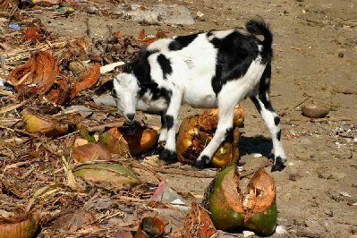 Lait de chèvre aura t’il le goût de  lait de coco ?