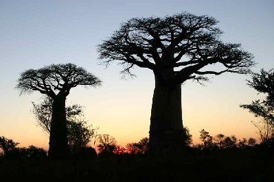 Baobabs au coucher du soleil.