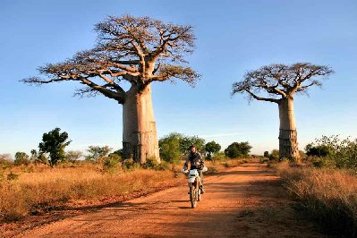 Baobabs à la sortie sud de Befandriana,  ils encadrent la large piste  de Tuléar-Morombe.