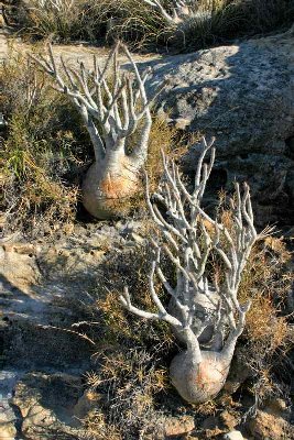 Pachypodium.