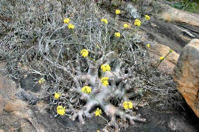 Pachypodium en fleur.