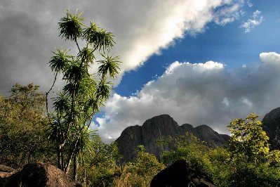 Végétation dans le massif.