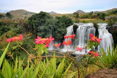 Cascade Lily