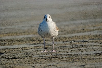 Jeune goeland<br />1/2000s f/8 Tamron 500mm Cata<br />400 Iso