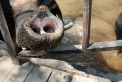 un éléphant ça trompe énormément