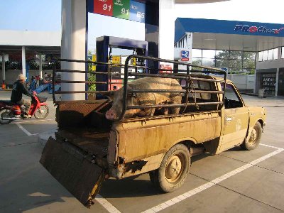 station service de Mae Chaem, les cochons aussi ont le droit de se promener en pick up