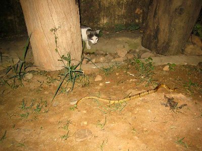 le serpent sur lequel j'ai marché en sortant de la chambre, je n'ai pas eu à demander s'il est venimeux, le chat est intéressé mais n'attaque pas, il connaît peut-être la réponse