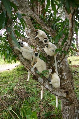 les lémuriens vivent en petits groupes