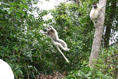 la réserve de Nahampoana  abrite de nombreuse espèces  végétales et animales,d'agiles lémuriens Sifakas