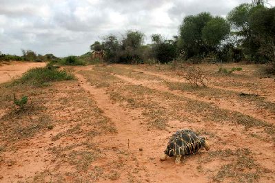 le goudron laisse la place au sable jusqu'à Tuléar,lorsque la vue est dégagée comme ici,pas de souci pour éviter les bébètes de tout poils ou de toutes écailles