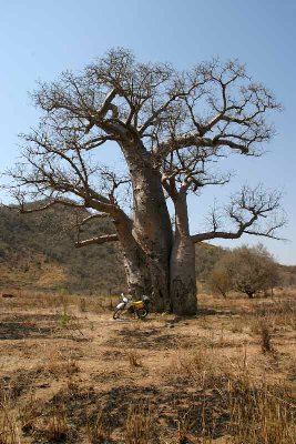 les baobabs,7 espèces poussent sur l'île