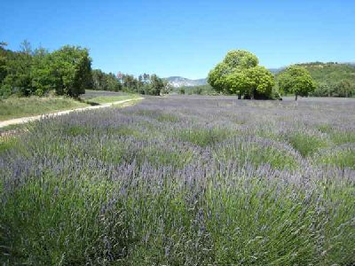 plateau de Valensole juin 2007