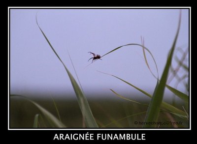 funambule.JPG