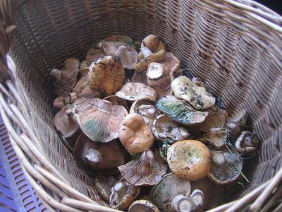 Oh les beaux champignons....