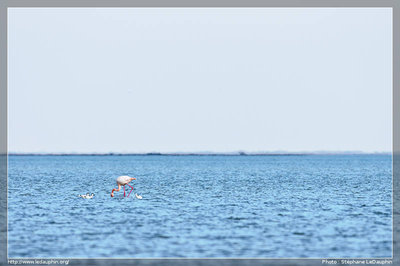 Avocettes Elégantes et Flamand Rose partagent leur pitance