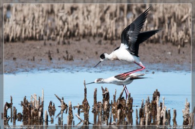 Échasses Blanches : Yargla, c'est le printemps !