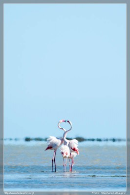 Flamands Roses : Prise de bec