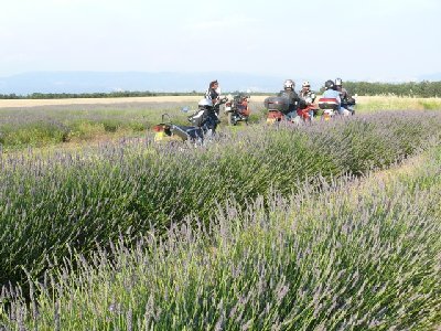 MTP_Valensole_062008_46.jpg