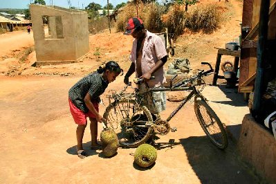 Les fruits du jaquier, délicieux lorsqu’ils sont bien choisis