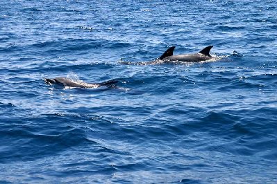 Quelques dauphins sédentaires