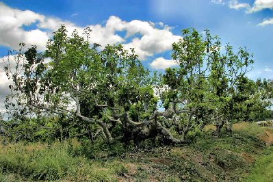 Les Ylang-ylangs sont taillés bas pour faciliter la cueillette