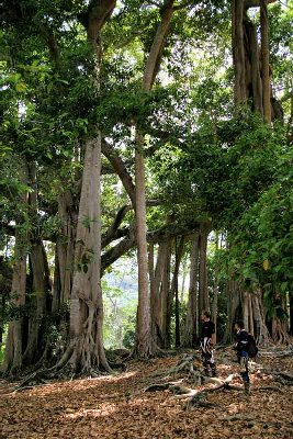 le Banian, est en fait un seul arbre avec des racines qui redescendent des branches, celui-ci est géant, pas assez de recul  pour le prendre en entier