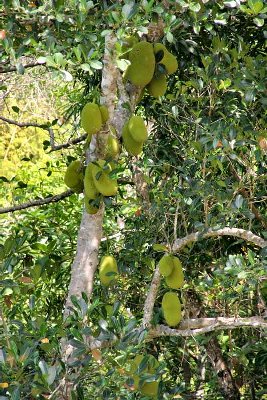 Le jaquier et ses gros fruits