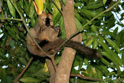 Lémurien sauf erreur, c’est un eulémur fauve rufus mâle, gidro en malagasy