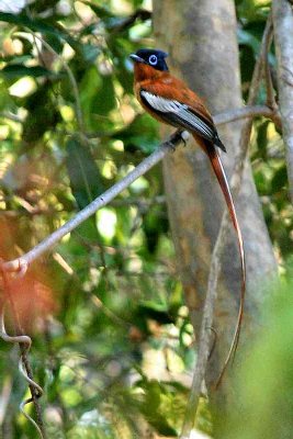 gobe-mouche de paradis