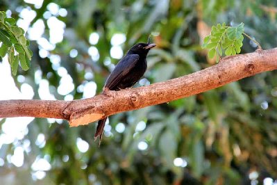 drongo malgache