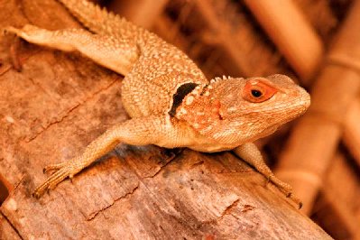 Iguane à collier (oplure de cuvier, sitry en malagasy)