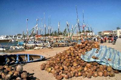 Port aux boutres de Majunga le matin avec un chargement de noix de coco
