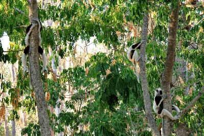 Groupe de sifakas au dessus de notre campement